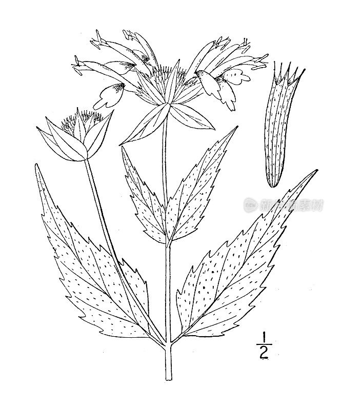 古植物学植物插图:Monarda Clinopodia, Basal balm